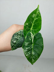 Alocasia Frydek Variegata (zum aussuchen)