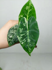 Alocasia Frydek Variegata (zum aussuchen)