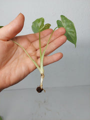 Alocasia Frydek Variegata (zum aussuchen)
