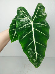 Alocasia Frydek Variegata (zum aussuchen)