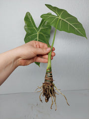 Alocasia Frydek Variegata (zum aussuchen)