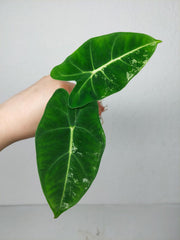 Alocasia Frydek Variegata (zum aussuchen)