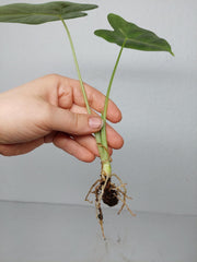 Alocasia Frydek Variegata (zum aussuchen)