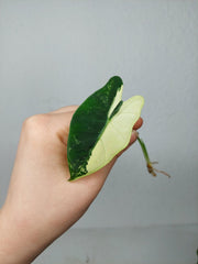 Alocasia Frydek Variegata (zum aussuchen)