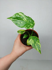 Monstera Electrolight / Electrolyte