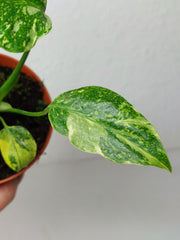 Monstera Electrolight / Electrolyte