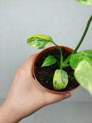 Monstera Electrolight / Electrolyte