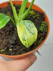 Monstera Electrolight / Electrolyte