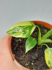 Monstera Electrolight / Electrolyte