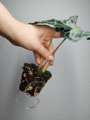 Alocasia Venom (Rhizom / Bulbe)