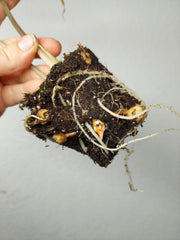 Alocasia Venom (Rhizom / Bulbe)