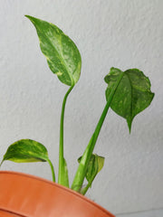 Monstera Electrolight / Electrolyte