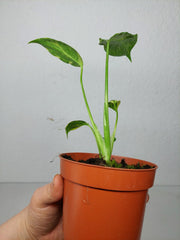 Monstera Electrolight / Electrolyte