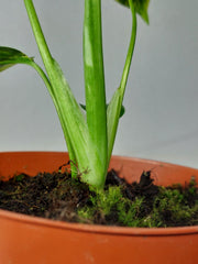 Monstera Electrolight / Electrolyte