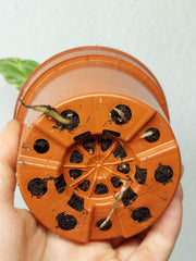 Monstera Electrolight / Electrolyte