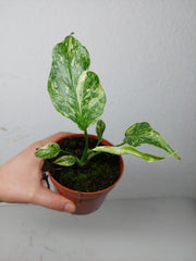 Monstera Electrolight / Electrolyte