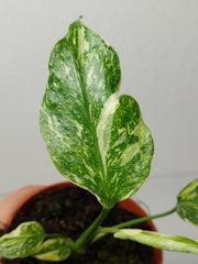 Monstera Electrolight / Electrolyte