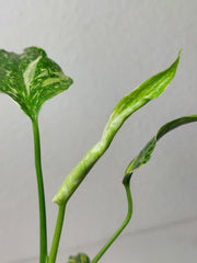 Monstera Electrolight / Electrolyte