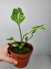 Monstera Electrolight / Electrolyte