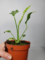 Monstera Electrolight / Electrolyte