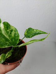 Monstera Electrolight / Electrolyte