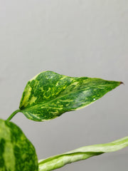 Monstera Electrolight / Electrolyte