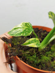 Monstera Electrolight / Electrolyte