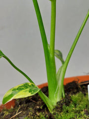 Monstera Electrolight / Electrolyte