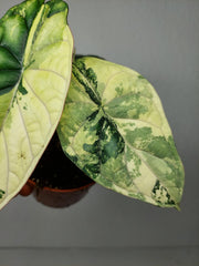 Alocasia Dragon Scale Variegata