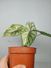 Alocasia Dragon Scale Variegata