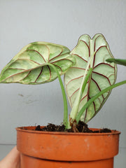 Alocasia Dragon Scale Variegata
