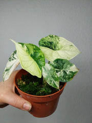 Alocasia Dragon Scale Variegata