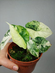Alocasia Dragon Scale Variegata