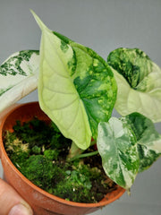 Alocasia Dragon Scale Variegata