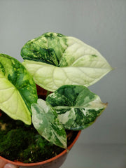 Alocasia Dragon Scale Variegata