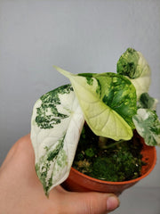 Alocasia Dragon Scale Variegata