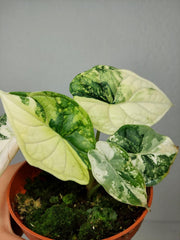 Alocasia Dragon Scale Variegata