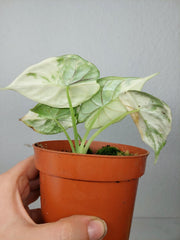 Alocasia Dragon Scale Variegata