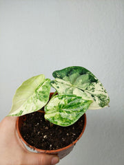 Alocasia Dragon Scale Variegata