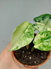Alocasia Dragon Scale Variegata