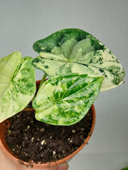 Alocasia Dragon Scale Variegata