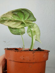 Alocasia Dragon Scale Variegata