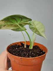 Alocasia Dragon Scale Variegata