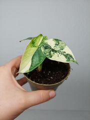 Alocasia Dragon Scale Variegata