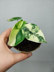 Alocasia Dragon Scale Variegata