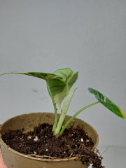 Alocasia Dragon Scale Variegata