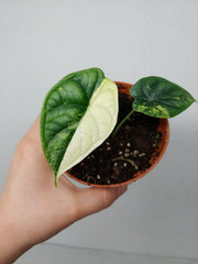 Alocasia Dragon Scale Variegata