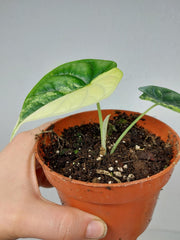 Alocasia Dragon Scale Variegata