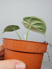 Alocasia Dragon Scale Variegata