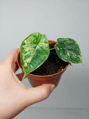 Alocasia Dragon Scale Variegata